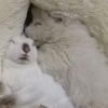 「母阿我終於找到你了」薩摩耶以為小白兔是親娘...就撲上去和人家一起睡了～