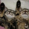 神同步！這些小貓們同步率百分百的睡姿，根本是喵電感應吧