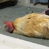 躺久了會變烤雞的呀(緊張)！天氣好冷，開了暖爐以後...這隻雞就癱軟在暖爐前了！