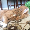 當大萌兔遇上小萌貓，就像是雙胞胎般「兔不離貓、貓不離兔」！