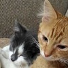 「從今天開始你就是我弟囉！」橘貓身後跟了一隻灰色的貓，玩著玩著太開心就把人家帶回家了！