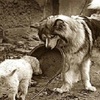 生命結束前一刻，狗狗仍分享食物給其他小狗，結局暖哭眾人！