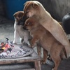 暖心！寒冬中狗狗冷得直發抖，好心人給牠們暖爐讓牠們不再受寒