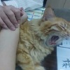 超療癒把脈墊！中醫診所聘請胖橘貓擔任小助手...但是要小心牠無預警罷工！
