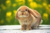 天啊！我的兔兔有跳蚤！到底該怎麼辦才好！！！！