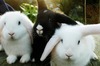 原來我們可以跟兔兔一起玩！這幾招讓你跟兔兔玩得超開心！！！！