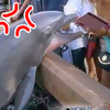 海豚看觀眾在滑iPad「沒在看牠表演」，忍無可忍的牠竟然...（附影片）