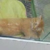 超萌！櫥窗裡躺著一隻橘貓，走近一看發現...這表情也太銷魂啦！