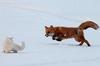 野狐狸接近挑釁一隻家貓，家貓的反應完全出乎意料！
