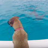 被收養的流浪狗第一次見到海豚，然後就變成海豚了：「好啦人類謝謝你們的照顧，掰掰～」