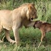 牛羚寶寶慘被獅子追殺，沒想到另一隻獅子卻跳出來保護牠：這寶寶歸我罩！