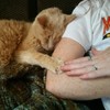 橘貓21歲時被棄養，再度被領養後，堅持緊握主人的手手！