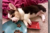 「飯吃一半就睡著惹～」9組「睡在飯上」的貓貓狗狗照片....每一張都讓人融化啦！