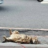 車禍？新北蘆洲國小旁一隻貓咪昏倒在馬路旁...走上前關注後瞬間笑噴！