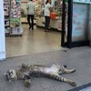 一隻喵咪「昏倒」在便利商店門口，湊近一看發現...這傢伙肯定是慣犯！
