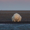 攝影師前往極地拍攝北極熊...眼前的景象讓她超級震驚！