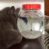 貓咪貼著魚缸睡著超療癒！忍不住拍照換個角度一看...「這眼神有殺氣」
