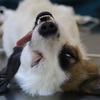 放過牠們！攝影師實拍實驗犬「被實驗」後的樣子，痛苦模樣令人心痛！