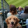 看球賽時前面一隻黃金獵犬一直盯著我看，知道原因後網友笑噴：看的我都不好意思了！