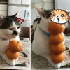 鏟屎官在貓咪身上玩橘子「疊疊樂」，疊到第四個時貓咪的眼神...「鏟屎官你死定了！」