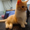 為什麼貓咪的照片按讚數比較多？日本網友表示不服決定「親身測試」！