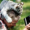 攝影師在拍攝野生動物時，突然一隻小白虎撲上來給了「超熱情擁抱」...還不只一隻喜歡這麼做！