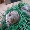 小海豹意外被漁網纏住，獲救後露出了最燦爛的笑容！