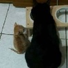 網友收養了一隻瘦弱的小橘貓，一開始和黑貓吃飯時一直搶不到飯，不到半年卻...