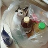 網友去超市買東西，回家時覺得袋子「有點重」低頭一看...多了隻小貓！網友笑噴：刷哪裡可以結帳？！