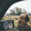 「再來找我玩喔！」開車途中與棕熊揮手道別，牠的回應讓攝影師超驚喜！