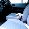 又是一隻自來貓！網友一早打開車門，發現貓咪「睡翻」在車上...重點是這不是我的貓啊！