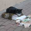 自己的罐罐自己賺！貓咪在路旁「乞討」，看到有人路過就喵叫：「把錢交出來！本喵沒錢買罐罐惹～」