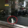 路過咖啡廳拍下了一隻「白貓」的照片，走近一看總覺得哪裡不對勁...