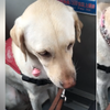 「終於讓我載到了！」台中公車司機載到導盲犬超興奮，在公車上介紹導盲犬整整40分鐘...網友讚爆！