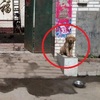 網友帶兩隻黃金獵犬回家，兩隻汪汪卻待在門口當起「石獅子」走近一看差點沒笑瘋！