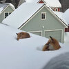 起床拉開窗簾一看...怎麼有兩隻狐狸睡在屋頂！？發現真相後只能說牠們太聰明了！