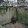 動物園裡的悲歌 你還在以為動物園裡的動物都很快樂安詳嗎？攝影師用一張照片告訴你動物的無盡哀愁