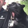 大黑豹看見最愛的飼育員出現，立刻瘋狂撒嬌...網友：「黑豹真的不是想吃他嗎XD」