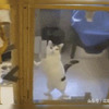 過完年去貓旅接主子回家，網友看到牠迫不及待開門迎接的這幕：「沒有白養你惹」
