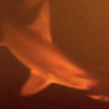 「活火山」裡面拍到「活鯊魚」，學家：牠們住在「隨時都可能致死」的環境裡！
