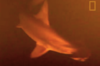 「活火山」裡面拍到「活鯊魚」，學家：牠們住在「隨時都可能致死」的環境裡！