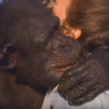 「經過這麼多年，你大概不記得我了吧...」１８年前從實驗室獲救的黑猩猩竟仍記得當年的救命恩人！