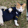 超溫馨！無助的貓媽媽尋求警察的幫助，後來為了報答恩情，組成了「喵喵小隊」萌翻整個城市！！