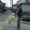 擋住車道變大路障，爺爺強制移除黃金獵犬的模樣...真的讓看的人完全笑噴啦！！（影片）