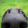 狗狗令人意想不到的萌點，超可愛又超熱情的鼻鼻系列來啦！