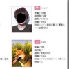 出租男友的網站上驚見「美男柴犬」供出租....網友笑噴：「真的是用身體賺飼料錢XDD」（影片）