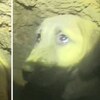 被困地底「深達60公尺」超過一星期！狗狗完全不知道自己可以活著出來（影片）