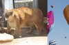 傳了一張超肥美洲獅的照片，然後「修圖大戰」就這樣開始了！！！