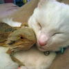 爬蟲類與哺乳類之間暖暖的愛！溫柔貓咪為蜥蜴朋友收起利爪，暖男蜥蜴則成為牠的雷雷好朋友！