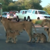 南非塞「獅」了！一群獅子佔據馬路阻擋車子通行 完全沒有離開的意思